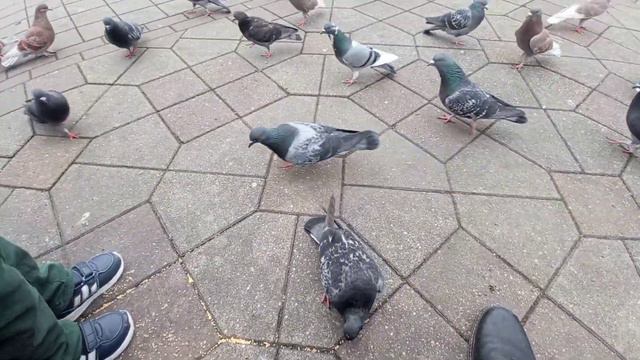 Голубь. Птица мира - голубь. Кормили птиц в Сочи. декабрь 2021 смотреть онлайн