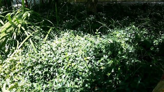 ЗОНА ОТДЫХА НА ДАЧЕ * ДАЧА СВОИМИ РУКАМИ смотреть онлайн