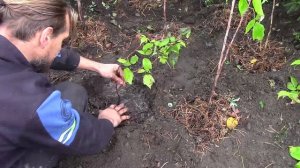 Правильная посадка малины осенью. Сажать малину только на бревна - и вот почему.