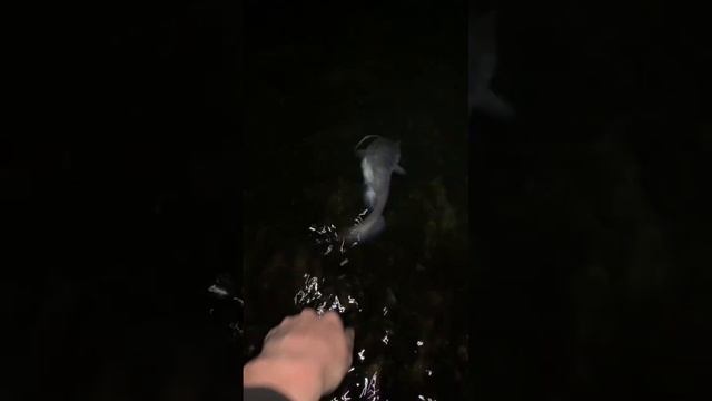 Ловля сома. Поймал отпустил. Рыбалка на сома ночью смотреть онлайн