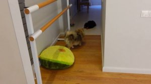 Собаки РАЗБИЛИ Огромное ЗЕРКАЛО? Мама в ШОКЕ??