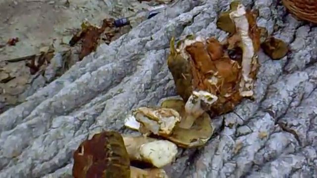 Прямоток убежал от медведя смотреть онлайн