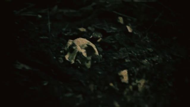 Проектор 8/13 - Гербарий смотреть онлайн