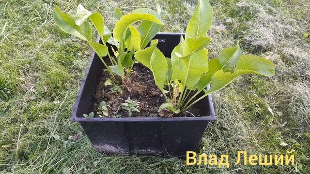 Посадить хрен в огороде.Как вырастить хрен. смотреть онлайн