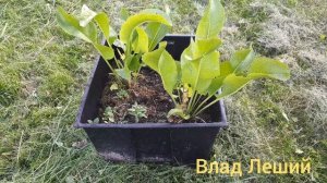 Посадить хрен в огороде.Как вырастить хрен.