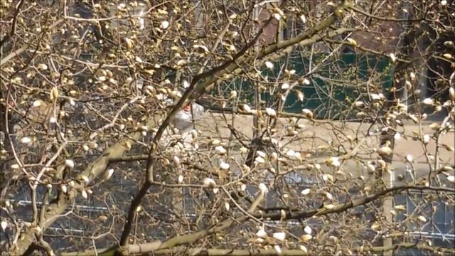 В Киеве расцвели магнолии смотреть онлайн