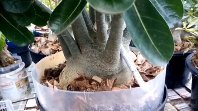 ADENIUM ARABICUM BLACK GIANT ~ ROSA DO DESERTO~