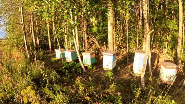 24 июля привес за 4 дня смотреть онлайн