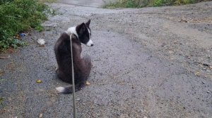 Бордер Колли пасёт машины. Проблема всех Бордеров.