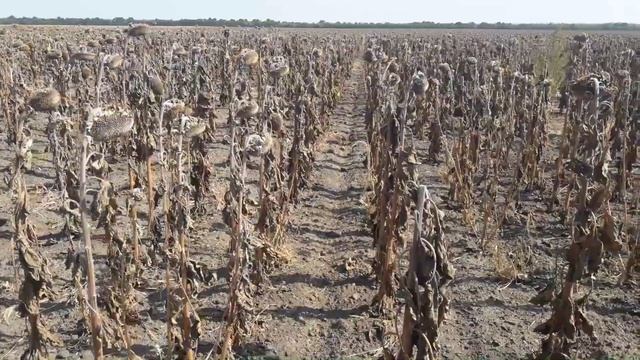 Самый дешевый гербицид в действии. Эффективная работа.