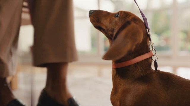 Acrobat’s Got It | Puppy’s Gotta Go | Adobe Acrobat | Adobe Document Cloud смотреть онлайн