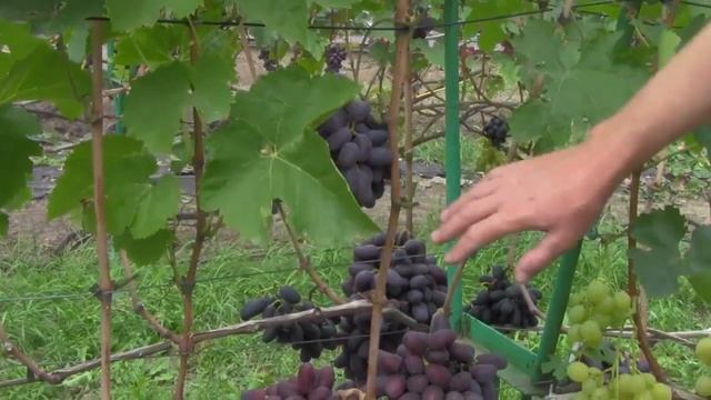 @Виноград Байконур Вкусный виноград, хороший виноград смотреть онлайн