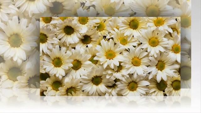 Лето. Ромашковое поле. Слайд-шоу смотреть онлайн