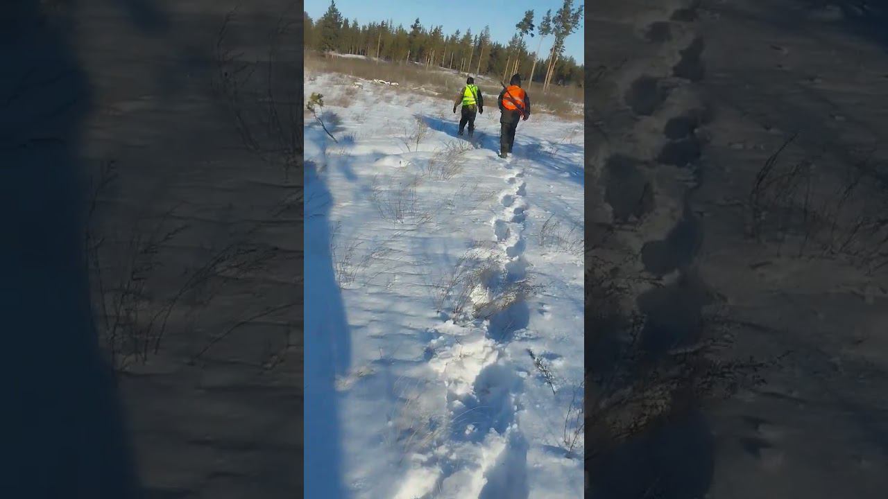 Расстановка охотников на номера. косуля сибирская смотреть онлайн