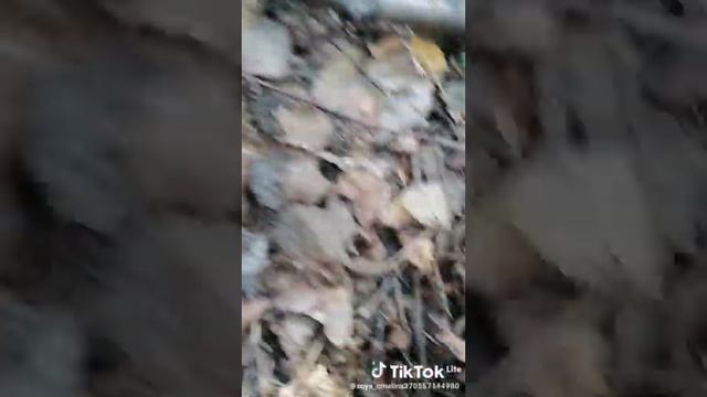 начало августа жара +28 мы собираем грузди смотреть онлайн