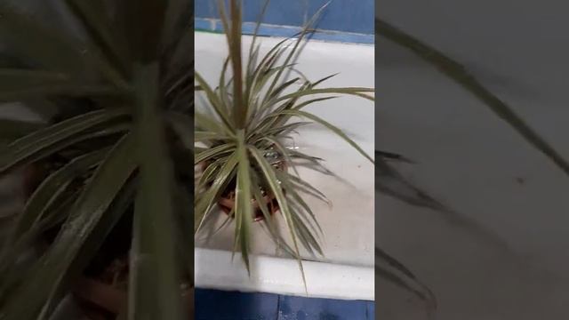 Душ для комнатных растений очень важен!. смотреть онлайн