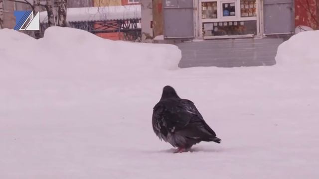 Чем можно и чем нельзя кормить птиц зимой?