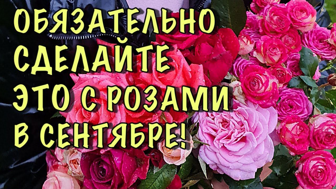 ОБЯЗАТЕЛЬНО сделайте ЭТО С РОЗАМИ В СЕНТЯБРЕ! Моменты, которые НЕЛЬЗЯ ПРОПУСТИТЬ! смотреть онлайн