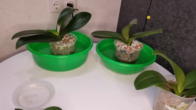 ПОЛИВАЮ!!! И снова полив, как поливаю, зачем дырочки в горшке?!?