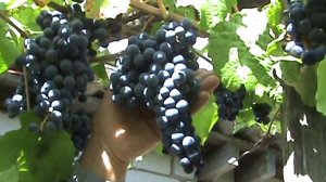 "Амурский прорыв" в масштабе руки