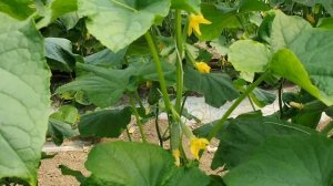 Овощи Растут. Огурец Мадрилене F1.