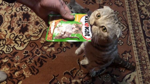 Замена дисплея MacBook Pro 15 Mid 2012 A1398 смотреть онлайн