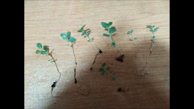 Бакопа,пикировка.