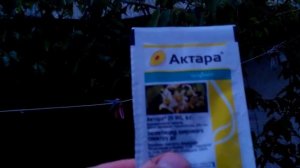Обработка черешни от тли. Когда обрабатывать от вредителей.