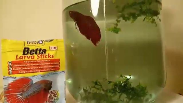 Мой новый питомец. 🐠 смотреть онлайн