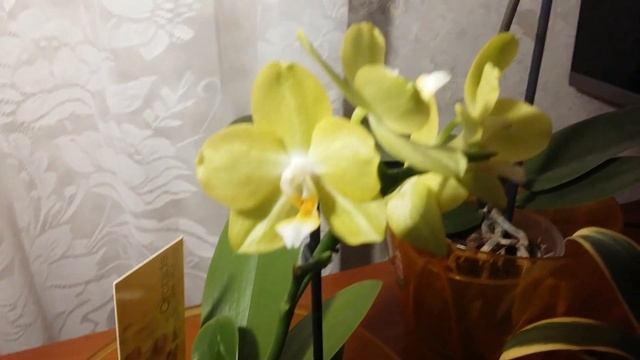 Орхидея-Лиодоро.Долгожданое цветение... смотреть онлайн