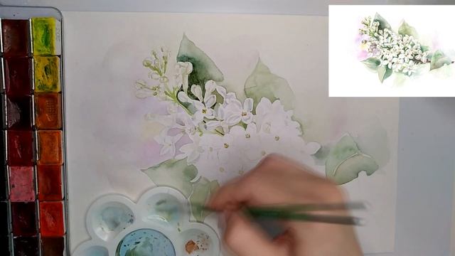 Белая сирень акварелью | Как рисовать сирень #сирень #lilac #урокрисования смотреть онлайн