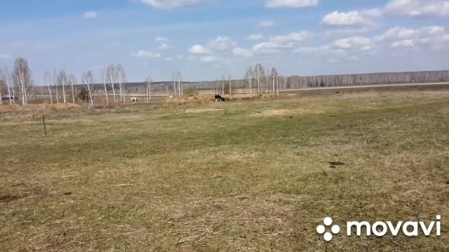 У коровы поднялась температура. смотреть онлайн