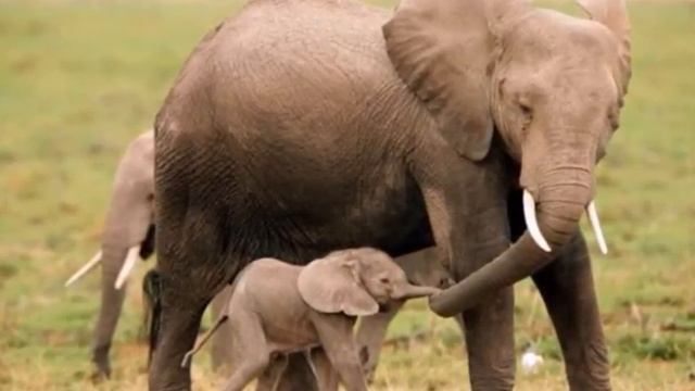 ИНТЕРЕСНЫЕ ФАКТЫ О СЛОНАХ смотреть онлайн