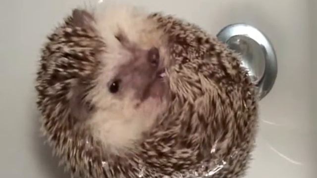 Ёжик!Ёжик смотреть онлайн