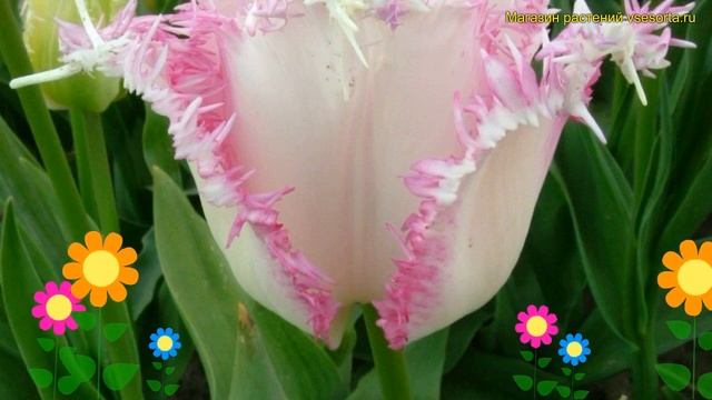 Тюльпан бахромчатый Арина Кард. Краткий обзор, описание характеристик, где купить луковицы Aria car смотреть онлайн