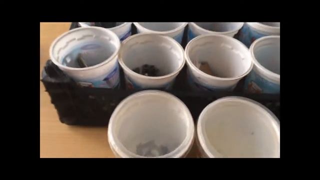 Бытовые отходы и апсайклинг смотреть онлайн