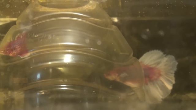 www.bettasplendens.co.uk Halfmoon bettas spawning pink lavender butterfly смотреть онлайн