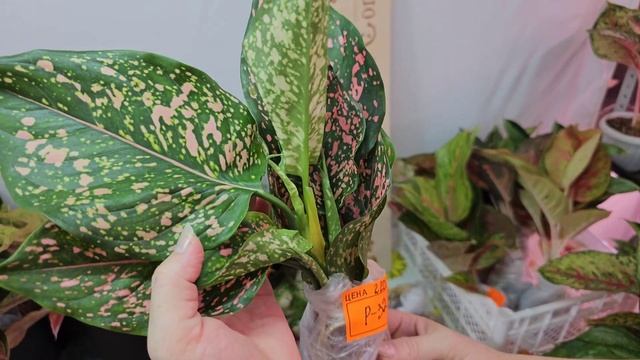 Совместная закупка Аглаонем Тай Июнь-Июль открыт. Обзор Аглаонем по сортам с ценами. смотреть онлайн