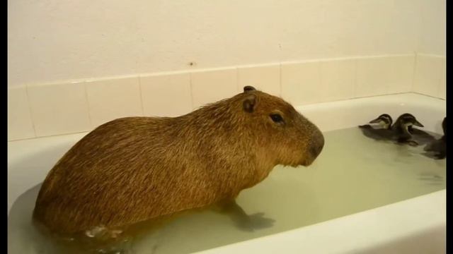 капибара пукнула