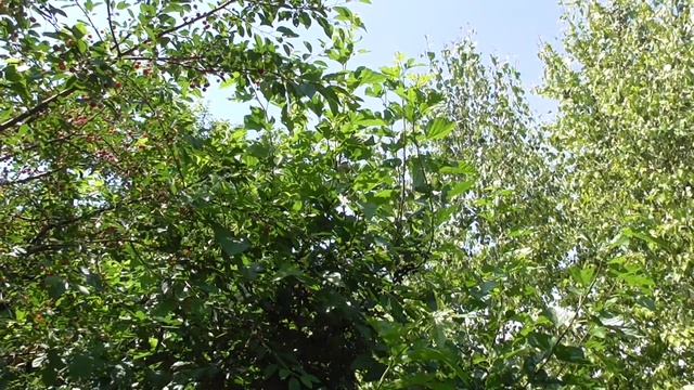 Шелковица дичка тоже способна отблагодарить! смотреть онлайн