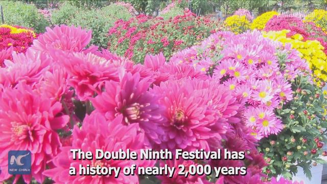 China's Largest Chrysanthemum Gene Pool Opens To Public In Nanjing