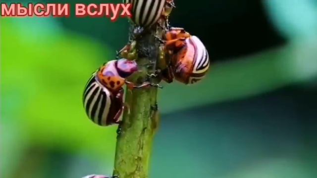 3 Сливоносая Сбежинская неуравноМешанная.На 7 небе от счастья,жаль,что не на 8 от Севки.Ганьба ей.. смотреть онлайн