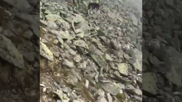 КАРАЧАЕВСКАЯ ПОРОДА ЛОШАДЕЙ -  ЛУЧШАЯ ГОРНАЯ ПОРОДА!