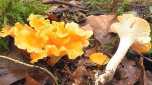 СУШЕНЫЕ ЛИСИЧКИ/ ЛЕЧЕБНЫЕ СВОЙСТВА / Чем полезны сухие грибы лисички