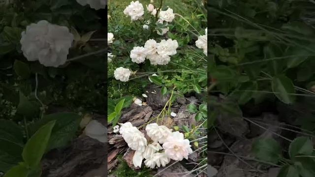 Роза в одиночестве / Свани / июль #розы смотреть онлайн