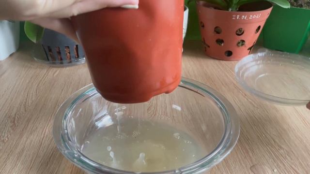 Just 1 cup of this will make your flowers bloom like crazy | Planting Ideas смотреть онлайн