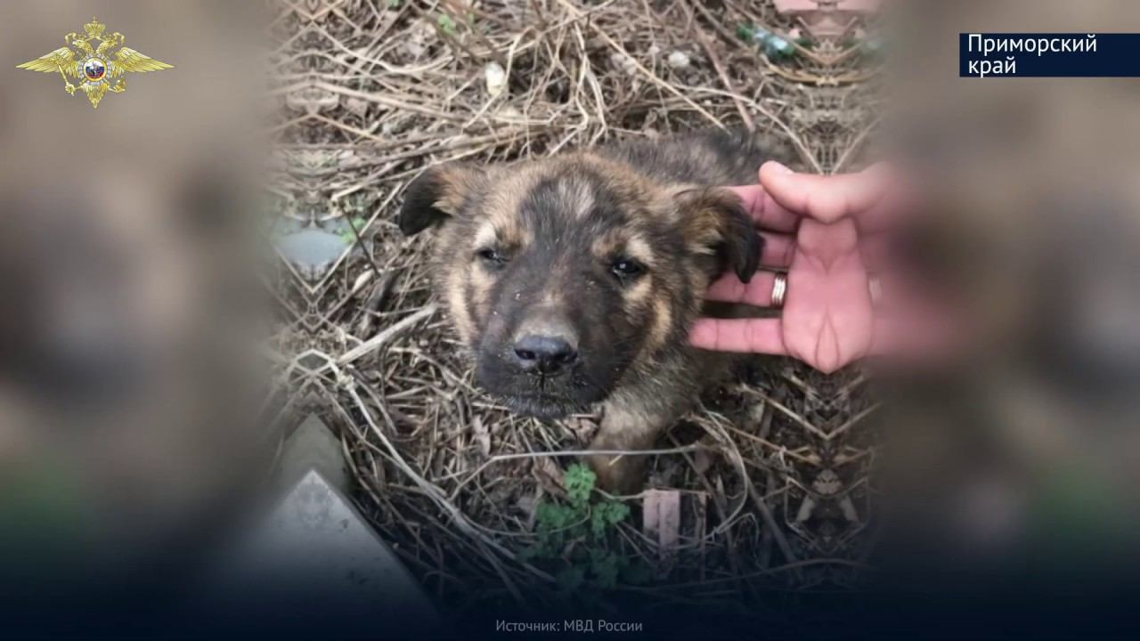 МВД  России