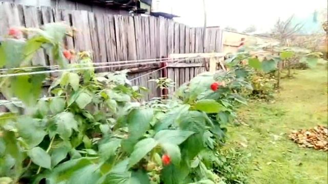 ремонтантная малина Сады России смотреть онлайн