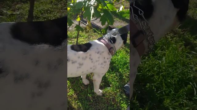 Разговор с собакой | питбуль | стафф смотреть онлайн