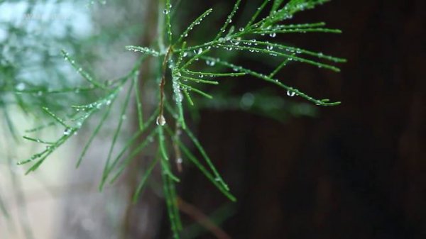 Relaxing Piano | Sad Piano Music | Soothing Piano - Sleep Piano